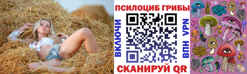 Купить  Берёзовский  Псилоцибиновые грибы Psilocybe 